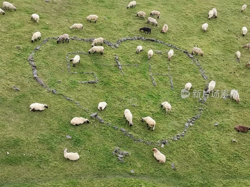 绿色草地上的几只羊，石头做的心和字母S + H